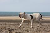 BOULEDOGUE AMERICAIN 202